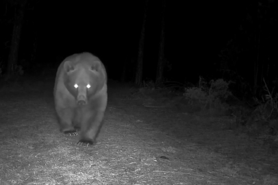 Bozayılar fotokapanla görüntülendi