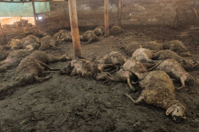 Ağıla giren kurt, 40 koyunu öldürdü