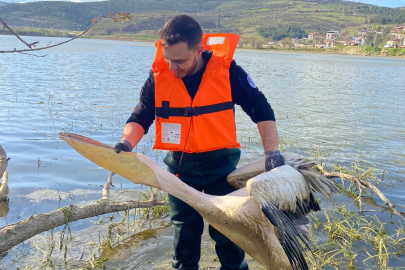 Barajda bitkilerin arasında mahsur kalan yaralı pelikanı itfaiyeciler kurtardı