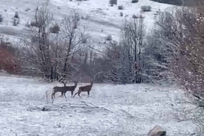 Erzincan Refahiye'de kızılgeyikler görüntülendi