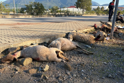 Motosiklet koyun sürücünün arasına daldı: 8 koyun öldü