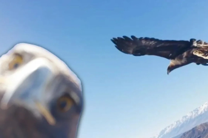 Kartal, dronu kaptı