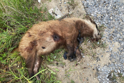 Aydın'da nesli tehlike altında olan Avrupa porsuğu silahla öldürüldü
