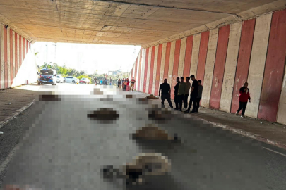 Hatay'da otomobilin çarptığı sürüdeki 17 koyun öldü