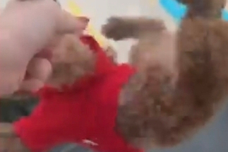 Başakşehir'de pencereden sarkıttığı köpeği cama vurup kaydetti; alkollüydüm deyip özür diledi