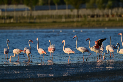 Van'da jandarma, flamingolar için 7/24 denetimde