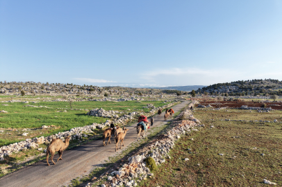 Yörüklerin yayla göçü başladı