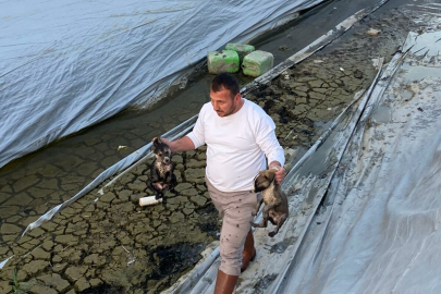 Aydın’da sulama havuzuna düşen yavru köpekler kurtarıldı