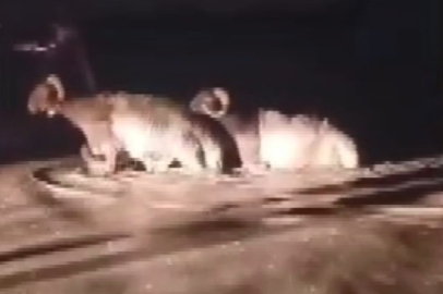 Hatay'da sağanak; hayvan pazarını su bastı