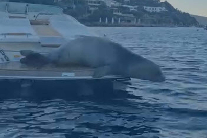 Bodrum'da motoryata çıkan Akdeniz foku kamerada