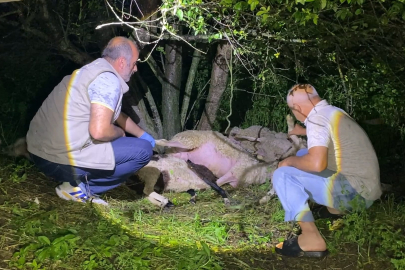 Bursa'da yıldırım düştü, ağacın altındaki 6 koyun öldü
