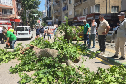 Devrilen tarihi çınar araca zarar verdi; yol trafiğe kapandı