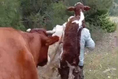 Yeni doğan buzağıyı sırtında taşıdı